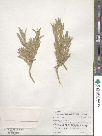 Artemisia cana image