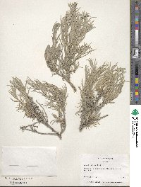 Artemisia cana image