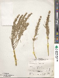 Artemisia cana image