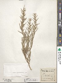 Artemisia cana image