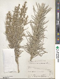 Artemisia cana image