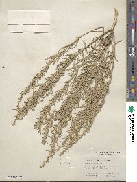 Artemisia cana image