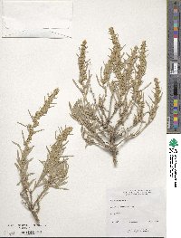 Artemisia cana image