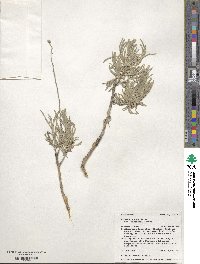 Artemisia cana image