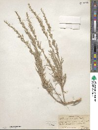 Artemisia cana image