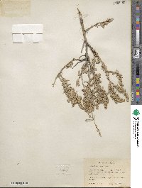 Artemisia cana image