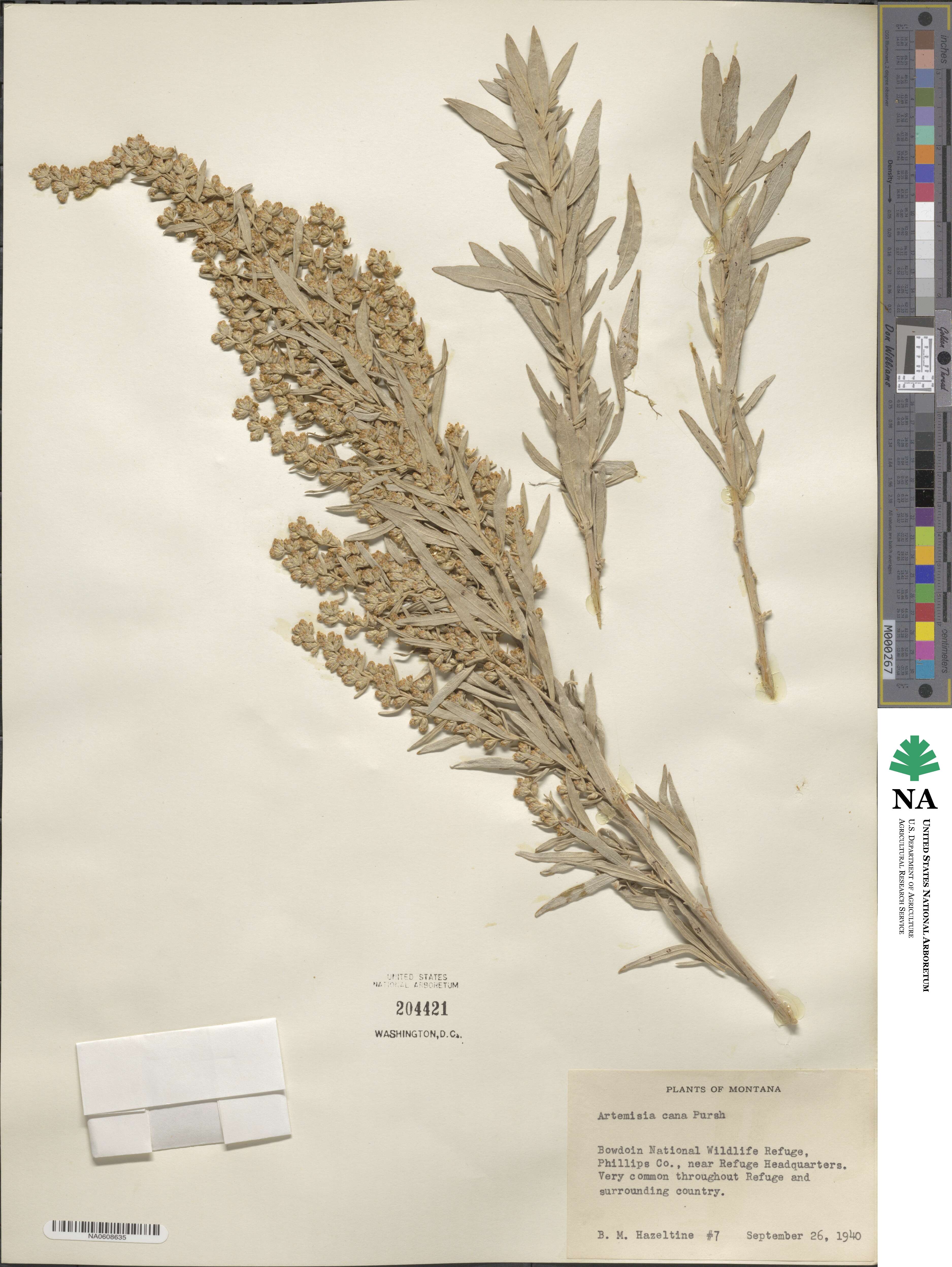 Artemisia cana image