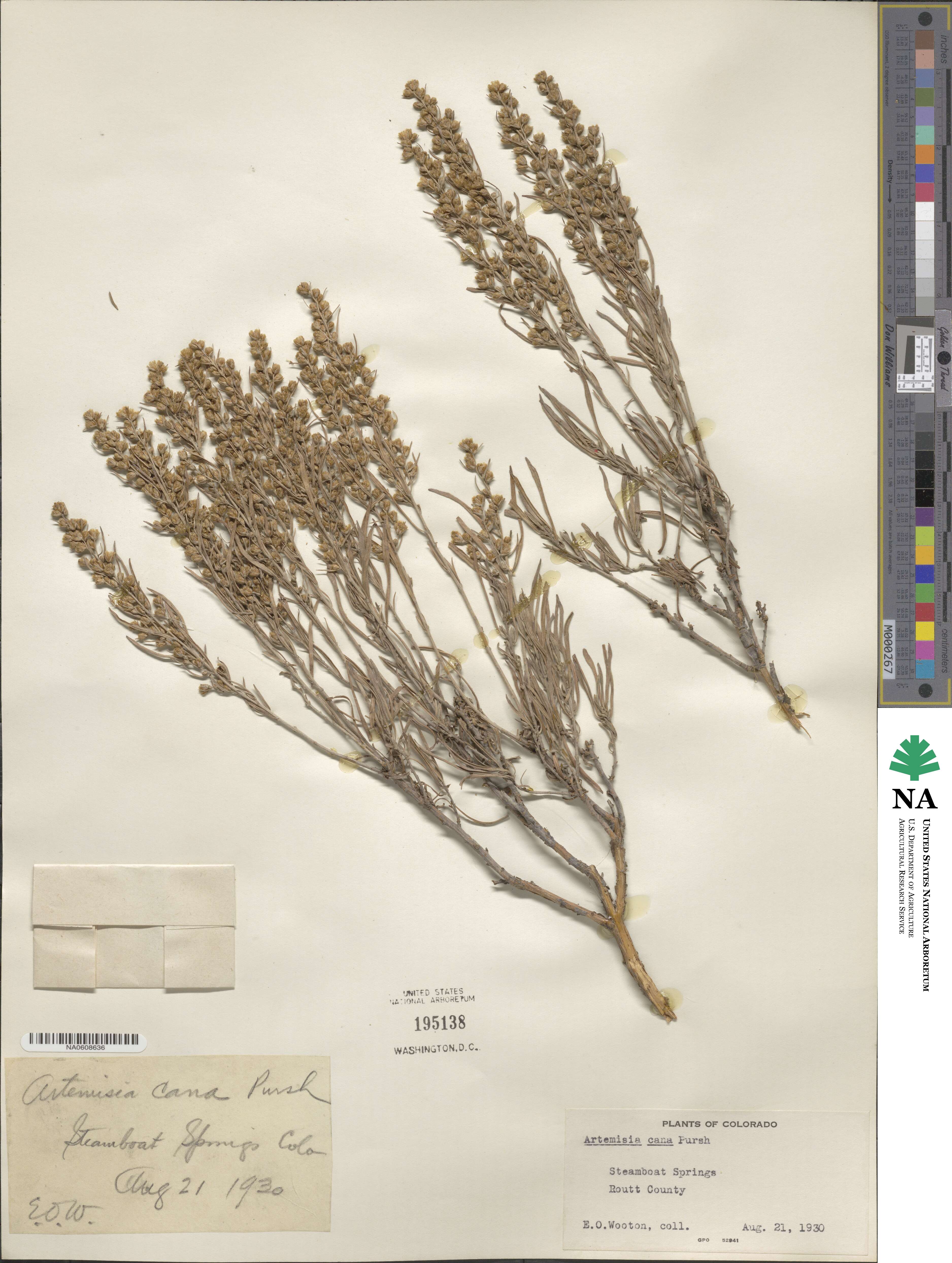 Artemisia cana image