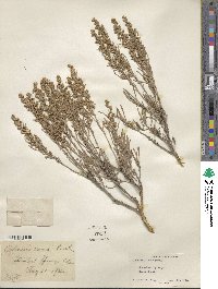 Artemisia cana image