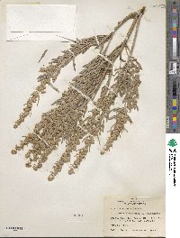 Artemisia cana image