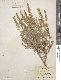 Artemisia cana image