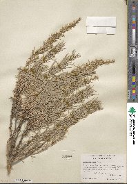 Artemisia cana image