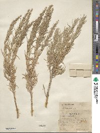 Artemisia cana image