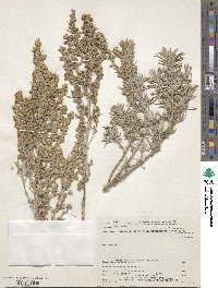 Artemisia cana image