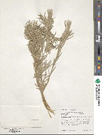 Artemisia cana image