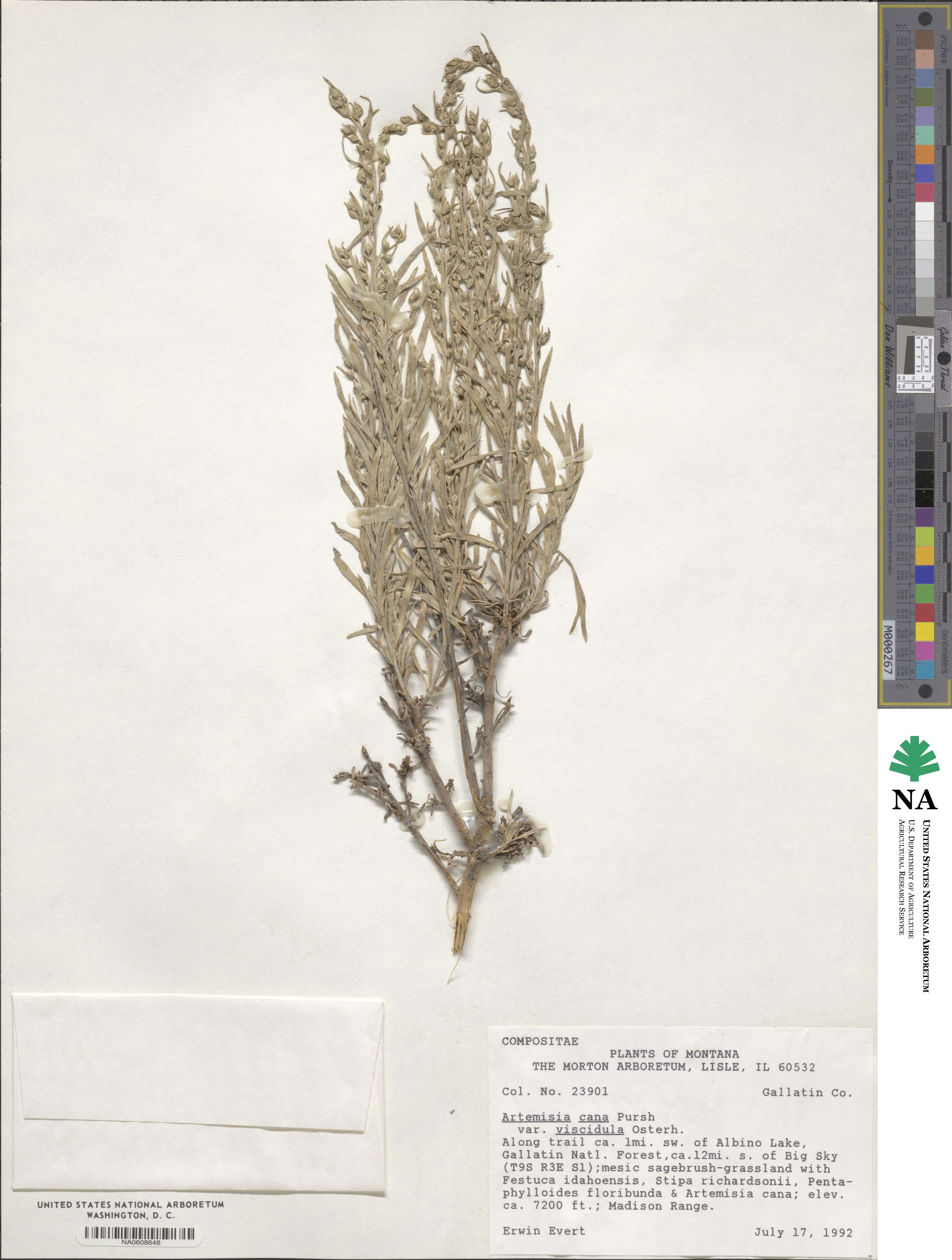 Artemisia cana subsp. viscidula image