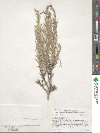 Artemisia cana subsp. viscidula image