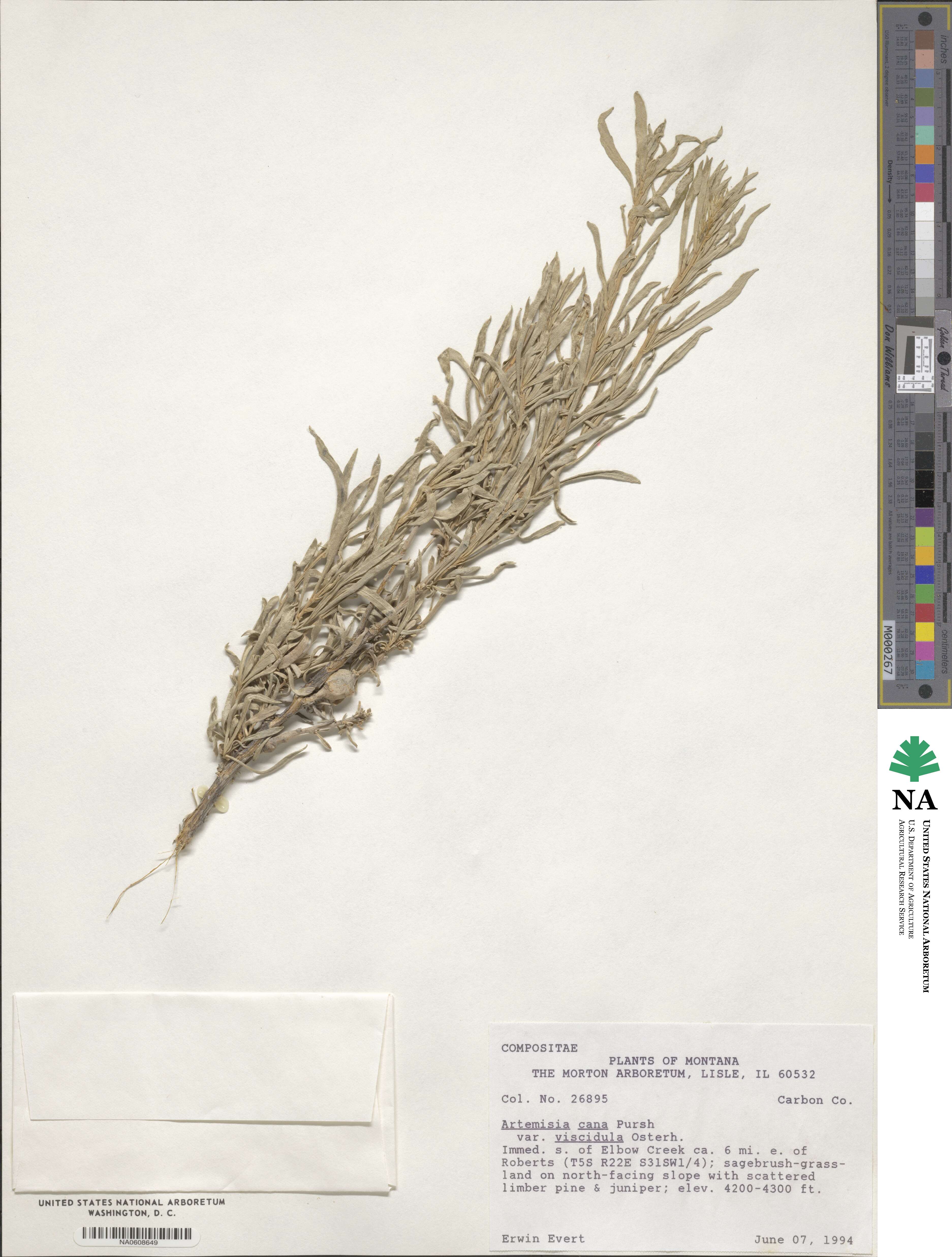 Artemisia cana subsp. viscidula image