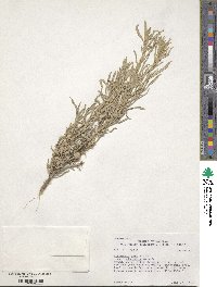 Artemisia cana image