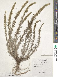 Artemisia canadensis image