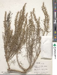 Artemisia canadensis image