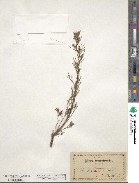 Artemisia canadensis image