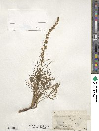 Artemisia canadensis image