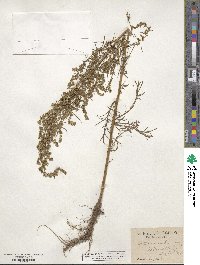 Artemisia canadensis image