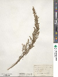 Artemisia canadensis image