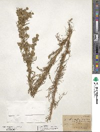 Artemisia canadensis image