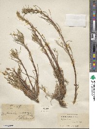 Artemisia canadensis image