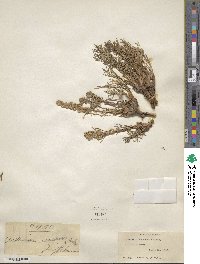 Artemisia canadensis image