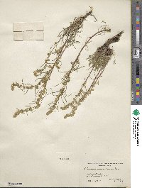 Artemisia canadensis image