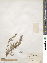 Artemisia canadensis image