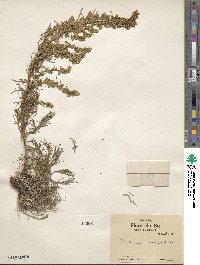 Artemisia canadensis image