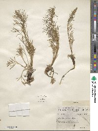 Artemisia canadensis image