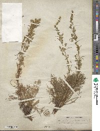 Artemisia canadensis image