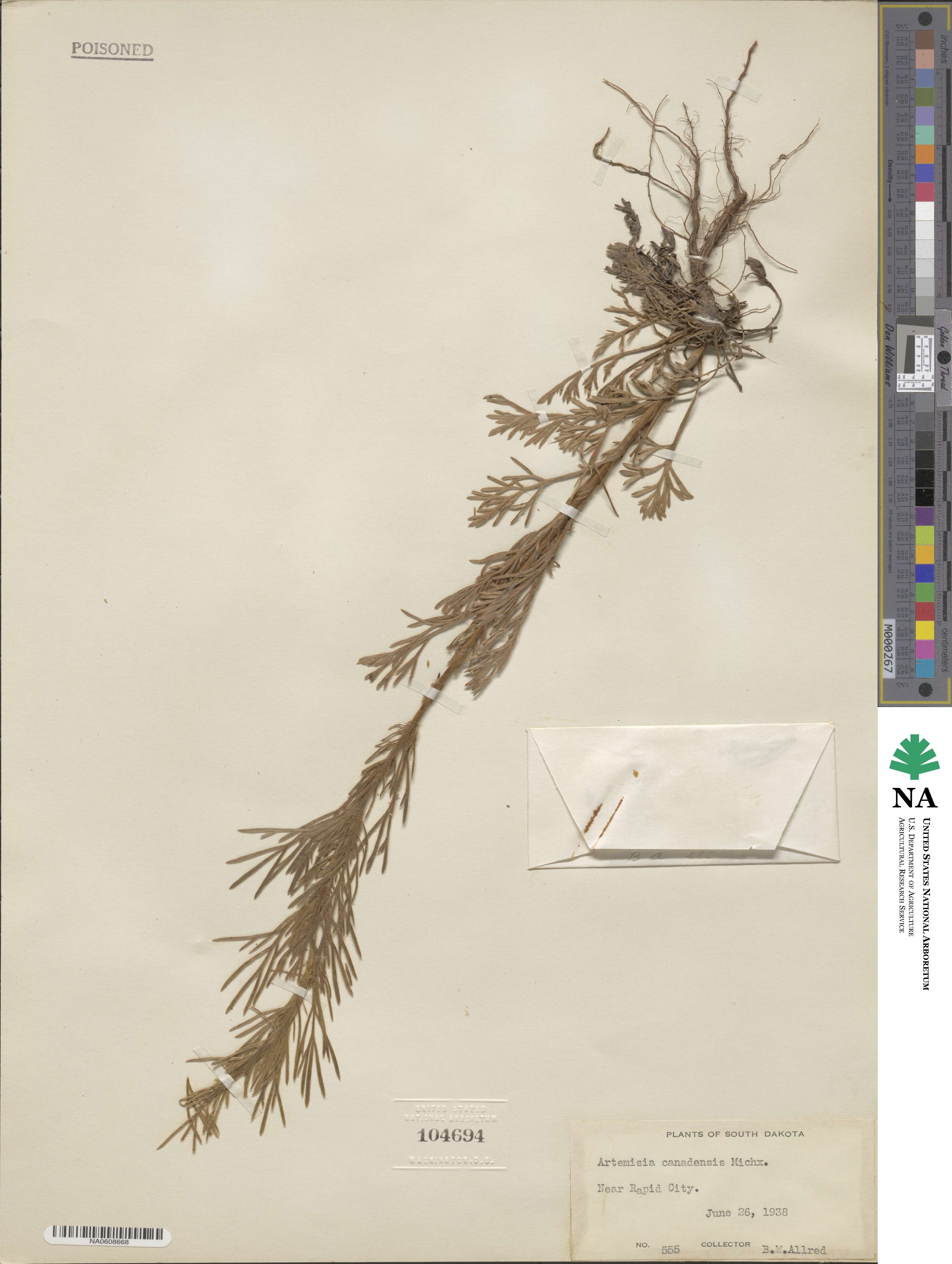 Artemisia canadensis image