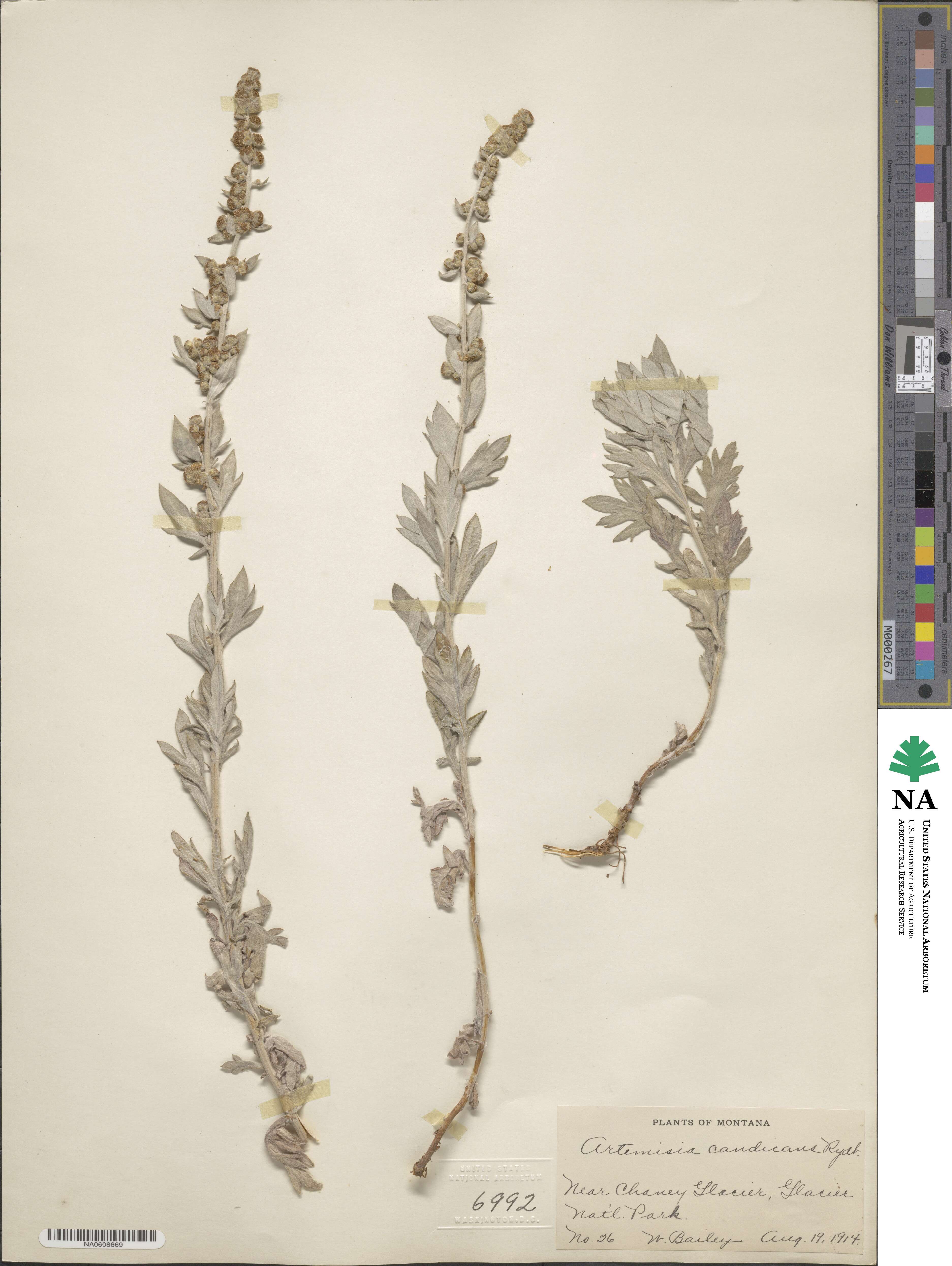 Artemisia ludoviciana subsp. candicans image