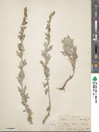 Artemisia ludoviciana subsp. candicans image