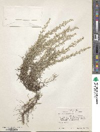 Artemisia carruthii image