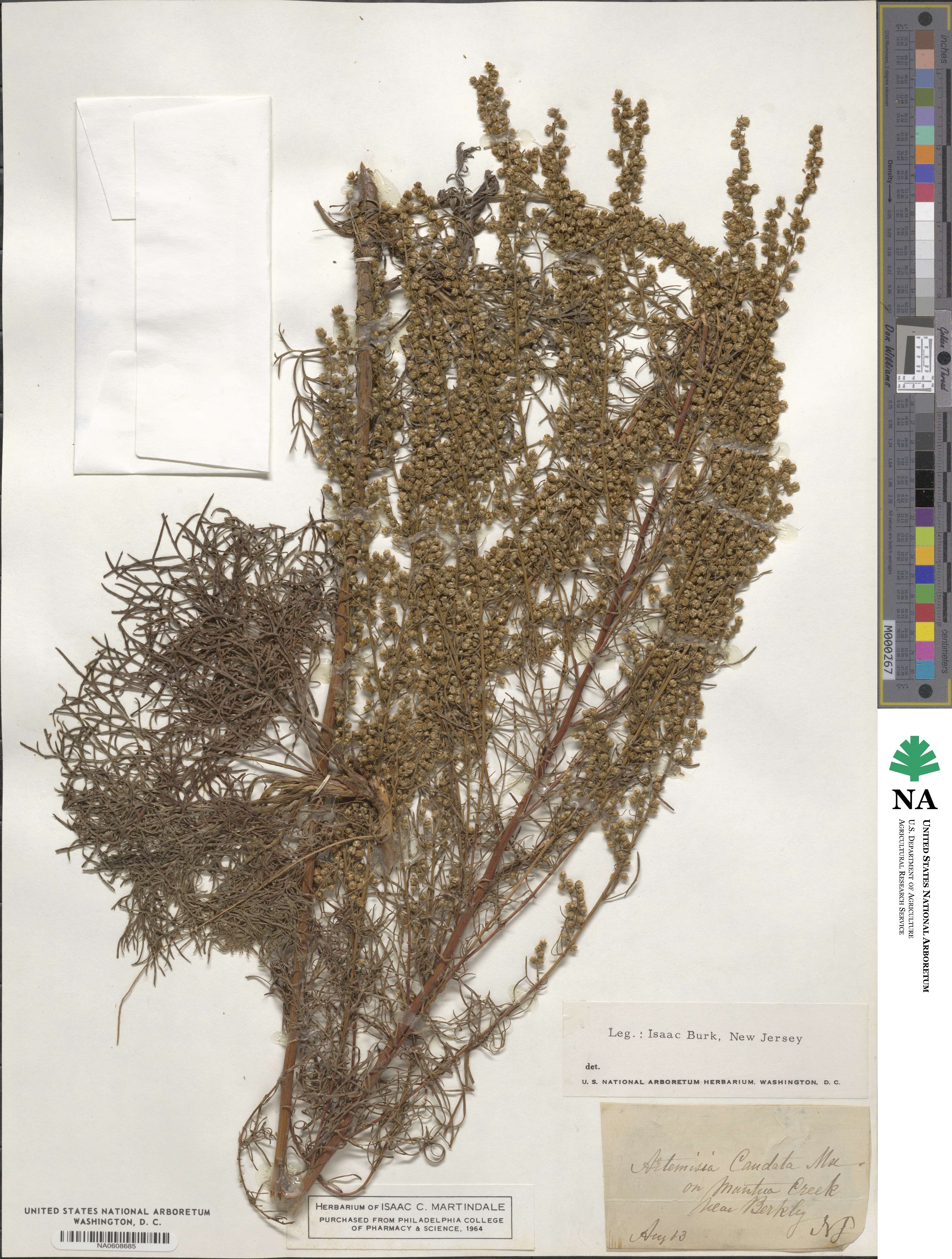 Artemisia caudata image