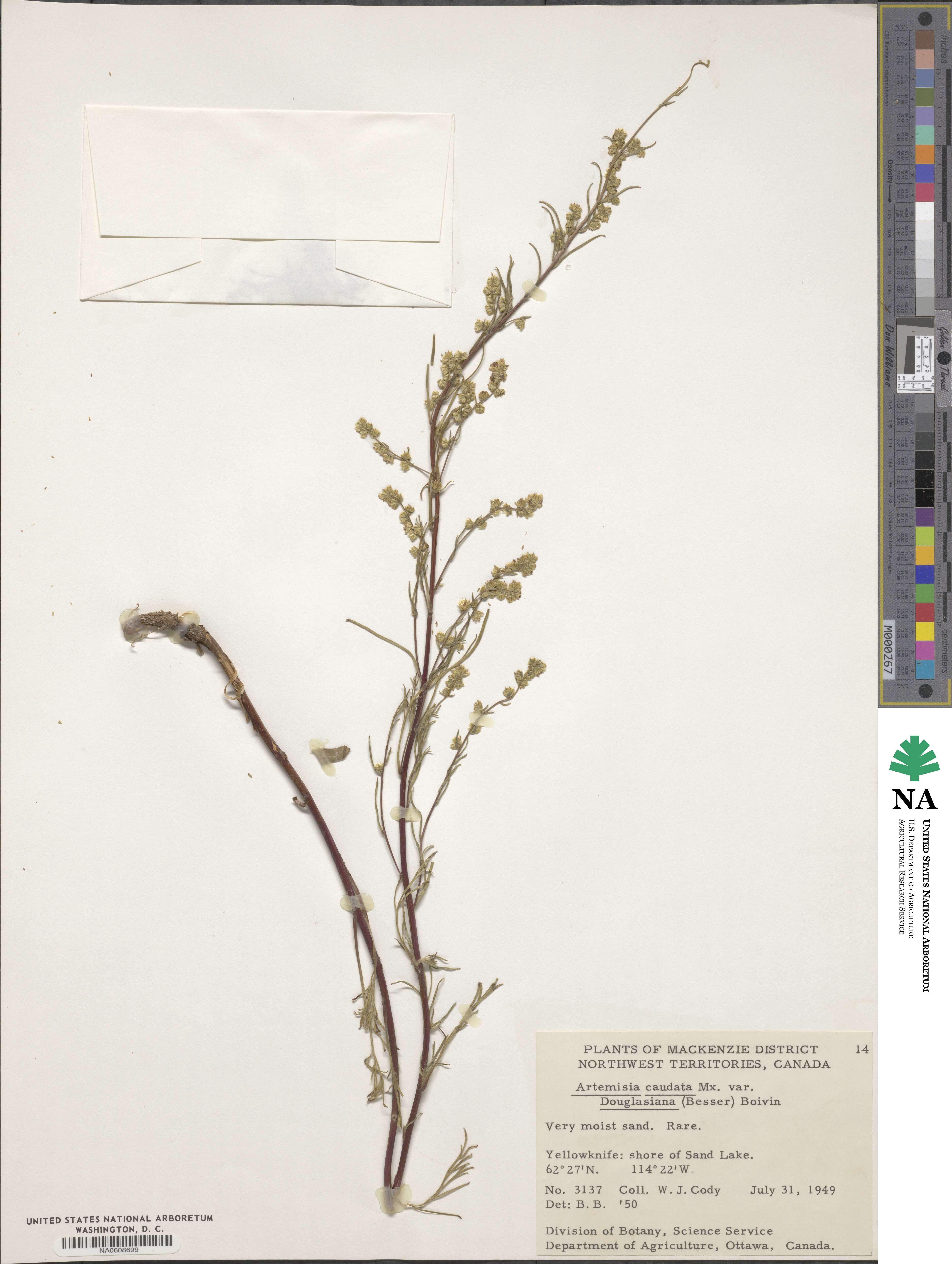 Artemisia douglasiana image