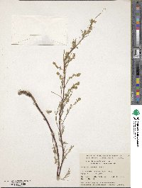 Artemisia douglasiana image