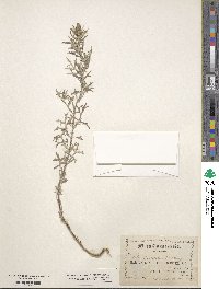 Artemisia discolor image