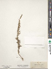 Artemisia discolor image