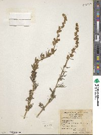 Artemisia discolor image