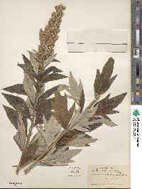 Artemisia douglasiana image