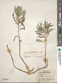 Artemisia douglasiana image