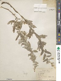 Artemisia douglasiana image